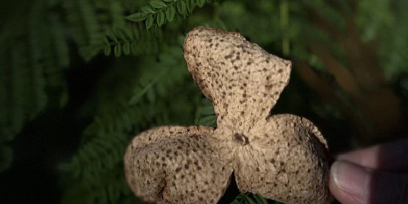 A dried, three-lobed piece of aged mandarin peel held up against a backdrop of green fern leaves