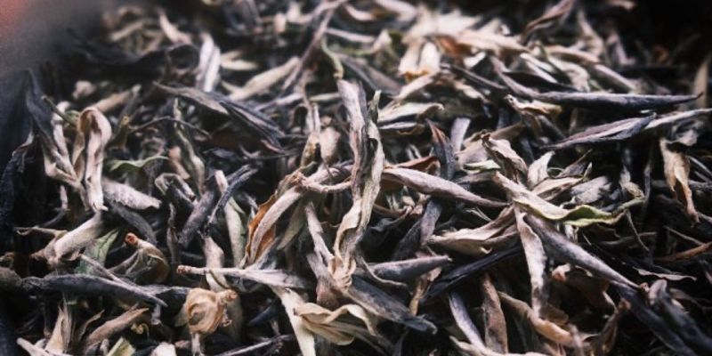 A close-up pile of long, silvery-dark dried white tea leaves